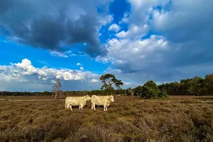 Goois Natuurreservaat Hoorneboegse Heide image