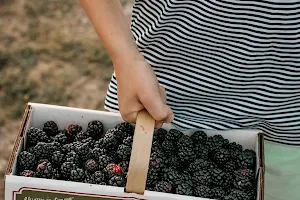 Eckert's Pick Your Own Belleville Farm image