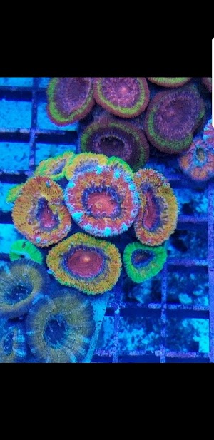 Supreme Reefs - photo 37