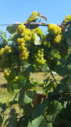 Vineyard «AlexEli Vineyard & Winery», reviews and photos, 35803 OR-213, Molalla, OR 97038, USA