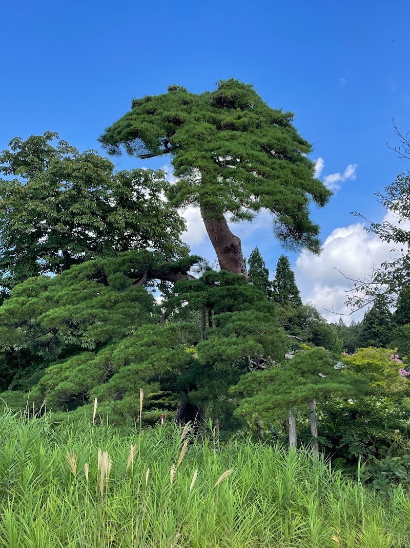 蓬莱の松