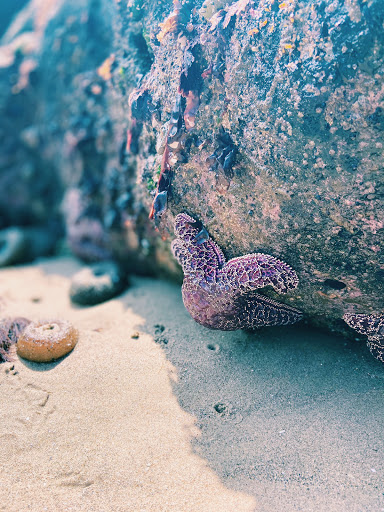 Tourist Attraction «Heceta Head Lighthouse», reviews and photos, 725 Summer St, Florence, OR 97439, USA