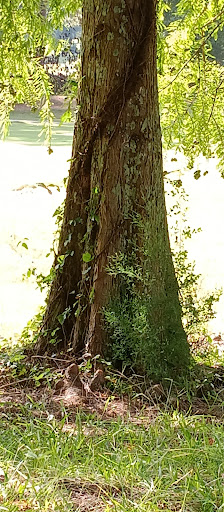 Golf Club «Monroe Golf and Country Club», reviews and photos, 1414 Alcovy St, Monroe, GA 30655, USA