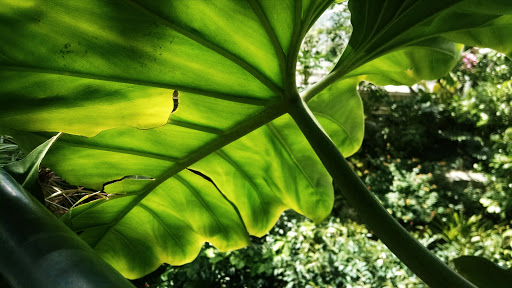 Art Museum «The Cleveland Museum of Art», reviews and photos, 11150 East Blvd, Cleveland, OH 44106, USA