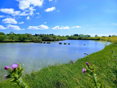 Mornac sur Seudre à Mornac-sur-Seudre
