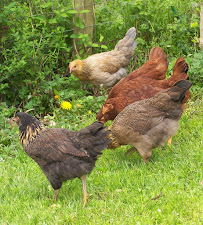 Asheville Pet Works - Photo 3 - Car repair in , Asheville