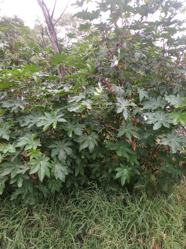 Park «Arroyo Park», reviews and photos, 1101 E New Hampshire St, Harlingen, TX 78550, USA