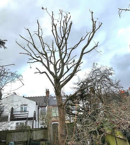 A1 Town & Country Tree Care Ltd - Watford