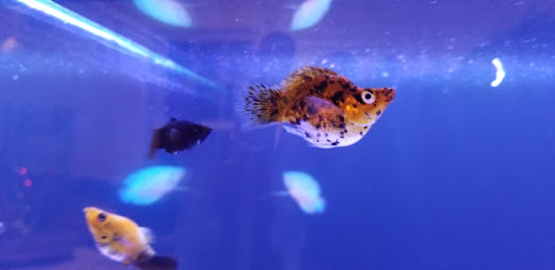 Pet Store «New England Tropical Pet», reviews and photos, 49 Drum Hill Rd, Chelmsford, MA 01864, USA