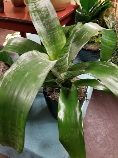 Florist «The Floral Gallery», reviews and photos, 146 Williams St, Marlborough, MA 01752, USA