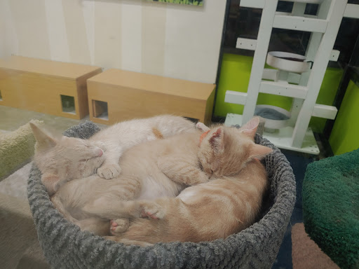 Pet Supply Store «Petco Animal Supplies», reviews and photos, 6020 Ball Rd, Buena Park, CA 90620, USA