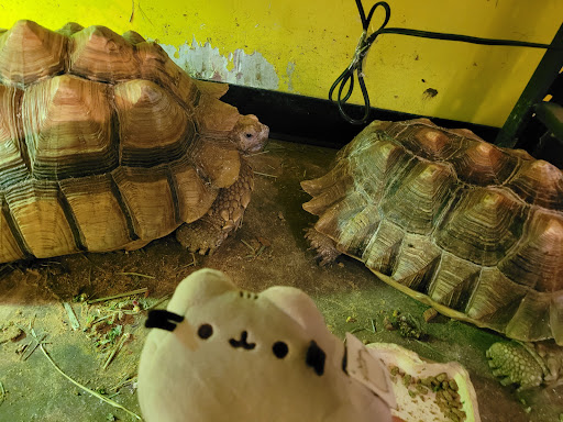 Pet Store «Critter Cabana - Wilsonville», reviews and photos, 8406 SW Main St #200, Wilsonville, OR 97070, USA