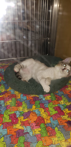 Pet Supply Store «PetSmart», reviews and photos, 607 Coleman Ave, San Jose, CA 95110, USA