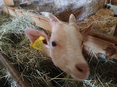 Ferme Pédagogique De Liart à Liart