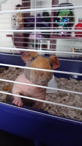 Pet Supply Store «Pet Supermarket, Inc.», reviews and photos, 3911 Lemmon Ave, Dallas, TX 75219, USA