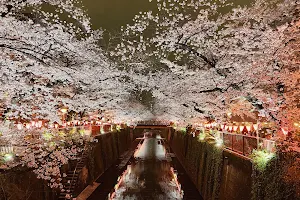 Meguro River Cherry Blossoms Promenade image