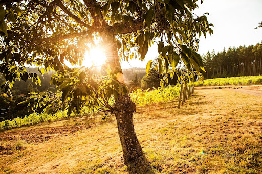 Winery «Beckham Estate Vineyard», reviews and photos, 30790 SW Heater Rd, Sherwood, OR 97140, USA