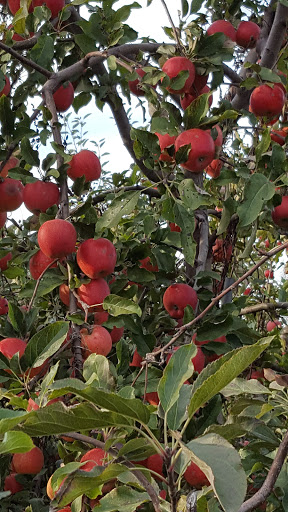 Farm «Fairmount Fruit Farm», reviews and photos, 887 Lincoln Street, Franklin, MA 02038, USA