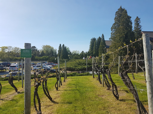 Vineyard «Wölffer Estate Vineyard», reviews and photos, 139 Sagg Rd, Sagaponack, NY 11962, USA