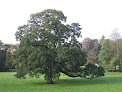 Chêne pédonculé - L'arbre du parc Le Parc