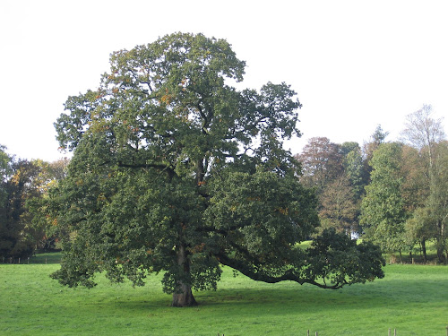 Chêne pédonculé - L'arbre du parc à Le Parc