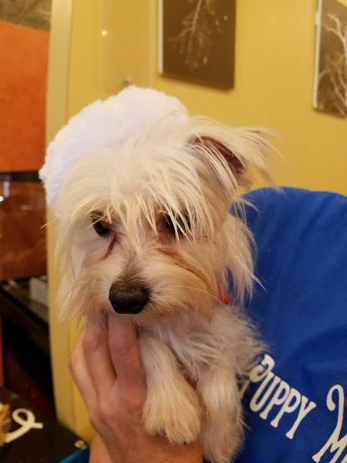 Pet Supply Store «PetSmart», reviews and photos, 1157 E North Ave, Belton, MO 64012, USA