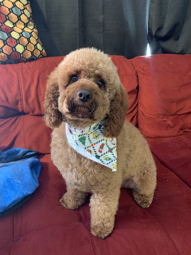 Dog Trainer «Dog Essentials, LLC», reviews and photos, 2948 Guilderland Ave, Rotterdam, NY 12306, USA