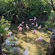 Lesser Flamingo Exhibit