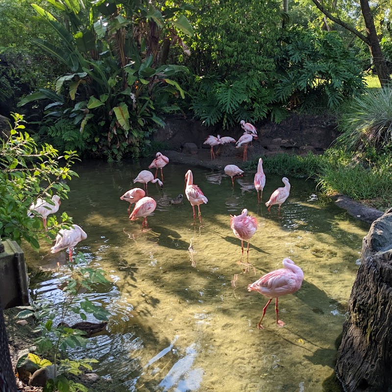 Lesser Flamingo Exhibit