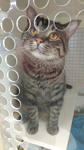 Pet Supply Store «Petco Animal Supplies», reviews and photos, 20111 US-19 #201c, Cranberry Twp, PA 16066, USA