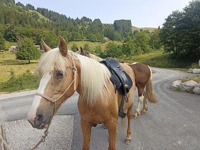 Les Chevaux de la Diamanterie à Faverges