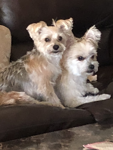 Menifee Animal Hospital image
