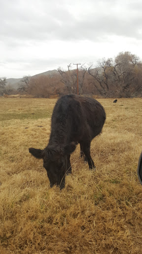 Nature Preserve «Kern River Preserve», reviews and photos, 18747 CA-178, Weldon, CA 93283, USA