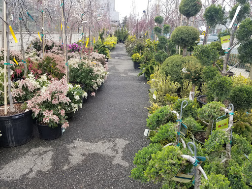 Garden Center «Westminster Nursery & Florist», reviews and photos, 30 Westminster Rd, West Hempstead, NY 11552, USA