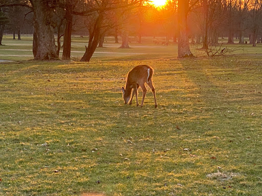 Public Golf Course «Algonkian Golf Course», reviews and photos, 47001 Fairway Dr, Sterling, VA 20165, USA