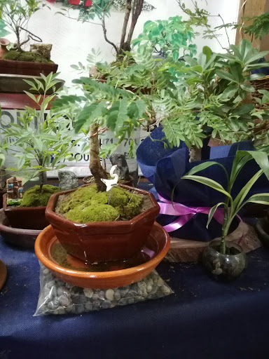 Boutique del Bonsai