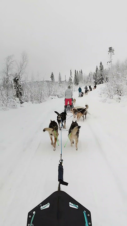 Wilderness Latitude séjours chiens de traîneau et voyages de pêche en Laponie Suédoise