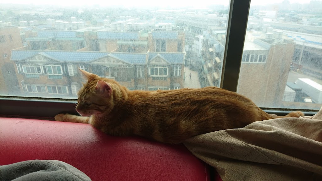 可不可熟成紅茶-八德廣福店 的照片