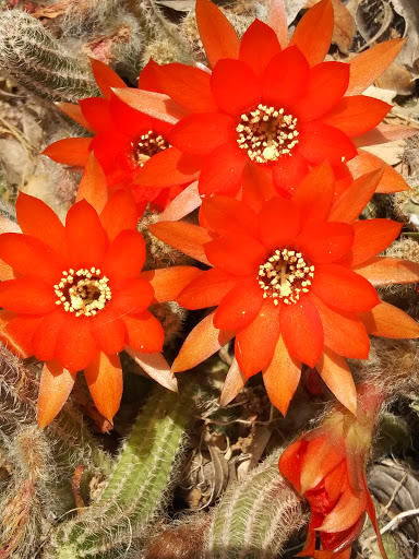 Fabric Store «Jo-Ann Fabrics and Crafts», reviews and photos, 1516 N Moorpark Rd, Thousand Oaks, CA 91360, USA