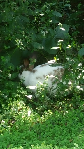 Water Park «Veterans Park & Splash Pad», reviews and photos, 509-599 Ronald Reagan Hwy, DeRidder, LA 70634, USA