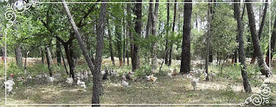 LA FERME DES GALINETTES à Brignoles