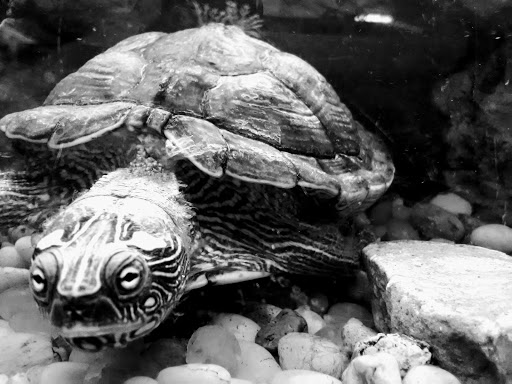 Tropical Fish Store «Two Turtles Pet Center», reviews and photos, 760 W Market St, Akron, OH 44303, USA