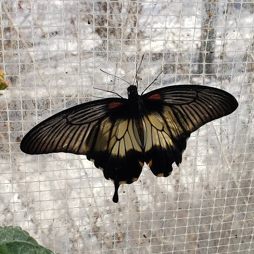 Animal Protection Organization «Butterfly Pavilion», reviews and photos, 6252 W 104th Ave, Westminster, CO 80020, USA