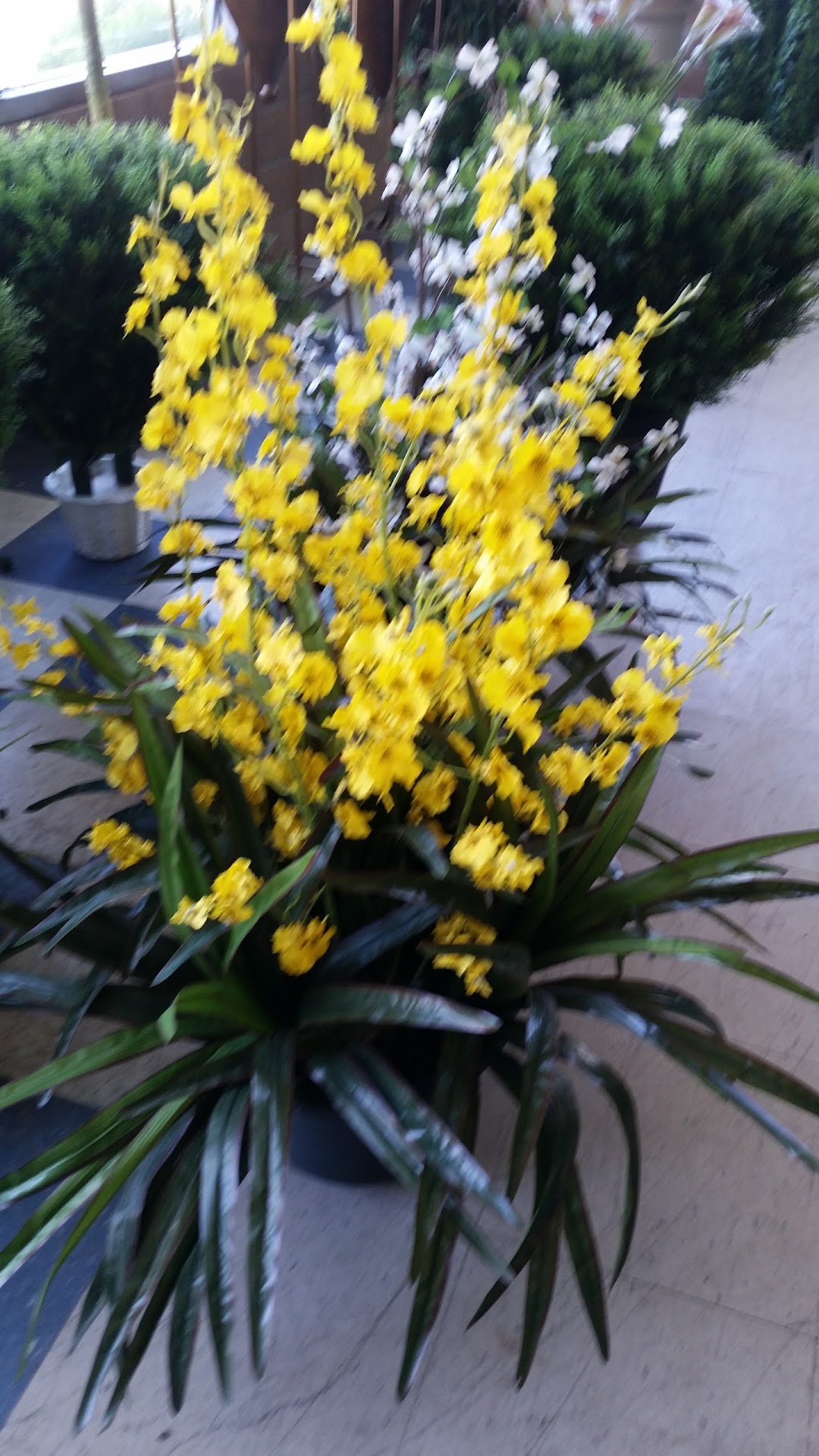 Silk Outlet Plants Trees Flowers