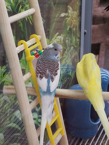 Grocery Store «ALDI», reviews and photos, 1128 S Main St, Englewood, OH 45322, USA