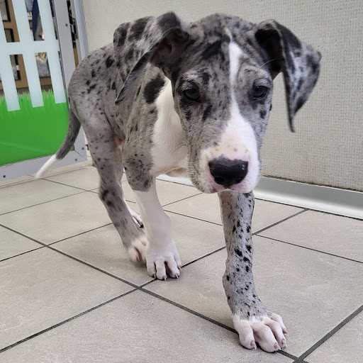 Pet Store «The Family Puppy of Fountain Walk», reviews and photos, 44125 W 12 Mile Rd E-121, Novi, MI 48377, USA