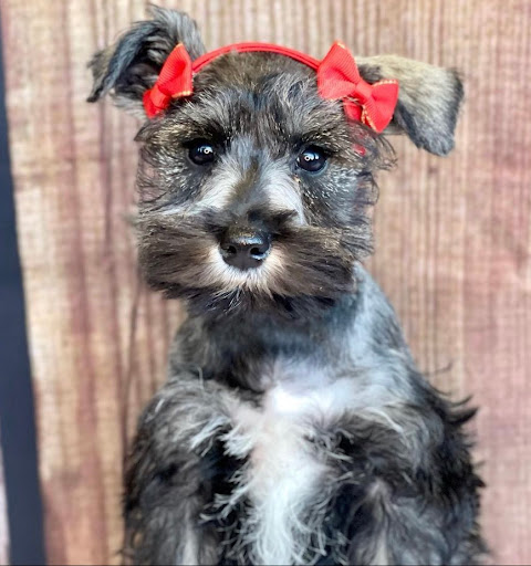 Dog Breeder «Playful Pets», reviews and photos, 115 Ridge Pike, Conshohocken, PA 19428, USA