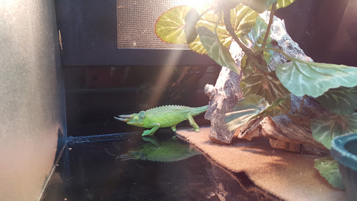 Pet Store «Fish Bowl», reviews and photos, 2117 E Race Ave, Searcy, AR 72143, USA