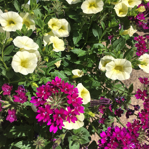 Florist «Brent Douglas - Flowers for everyday...», reviews and photos, 610 S Barstow St, Eau Claire, WI 54701, USA