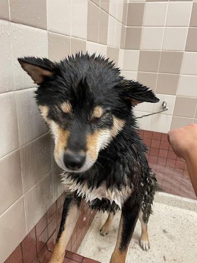 Pet Supply Store «Pet Food Express», reviews and photos, 9153 W Olympic Blvd, Beverly Hills, CA 90212, USA